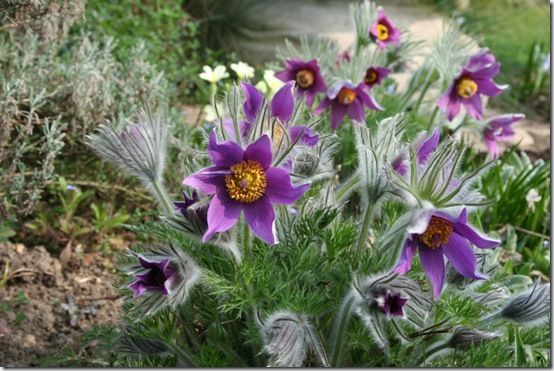 4. Pulsatilla vulgars 