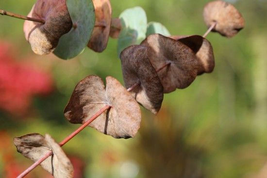 Eucalyptus perenniana