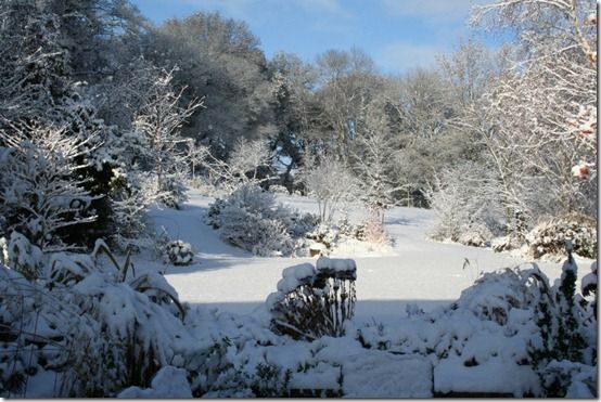 Sandhill Snow scene 