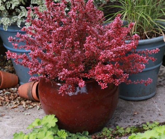 Berberis thubergii 'Admiration'