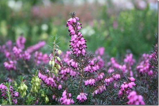 Erica x darleyensis 'Kramer's Rote'