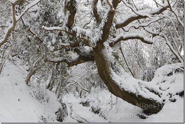 A woodland lane in snow at Mintern Magna, near Sherborne, Dorset, Great Britain.,  calendars, How to publish a calendar, How to Publish a Photography Calendar, Higel Hicks Dorcet Light, Somerset Light, Devon Light,