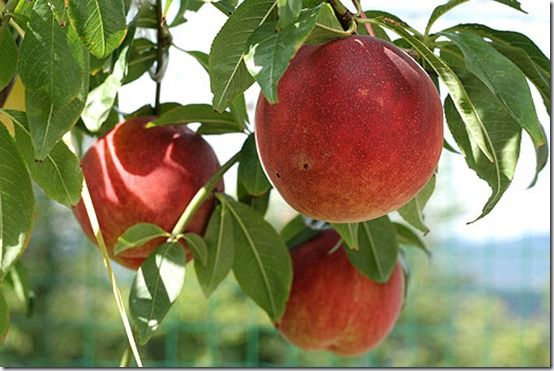 peaches, Fruit Tree Specification & Rootstocks Guide