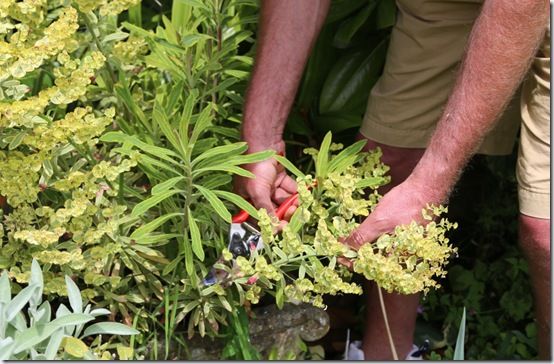 3 Cutting back euphorbia 