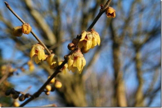 Chimonanthus praecox 