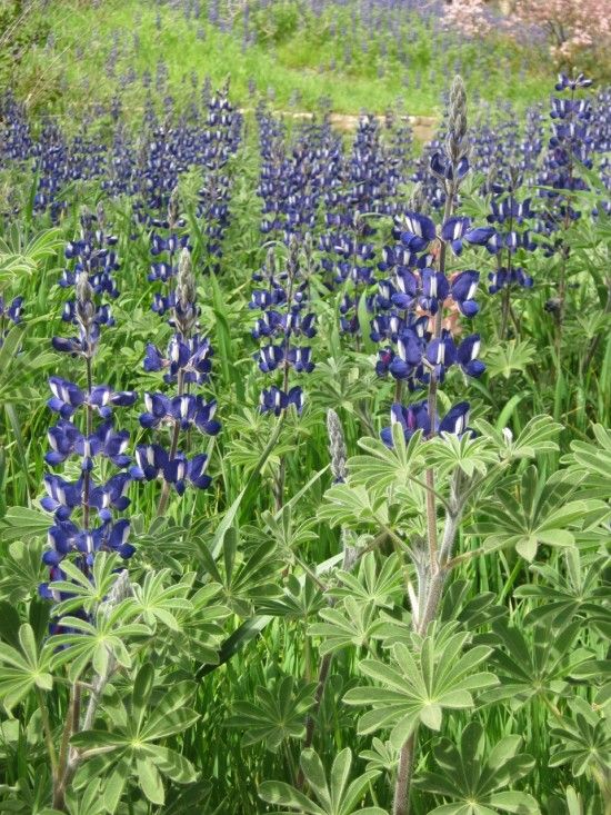  Lupinus pilosus blooming in the garden