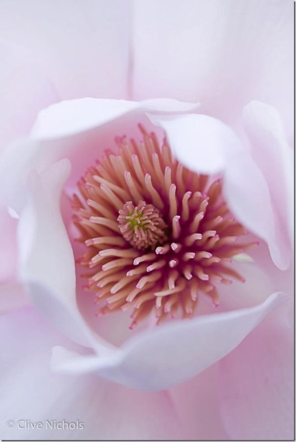 Magnolia, macro, close-up