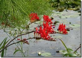 Crocosmia 'lucifer'