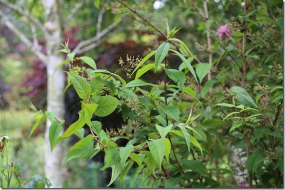 10 Deutzia new growth 