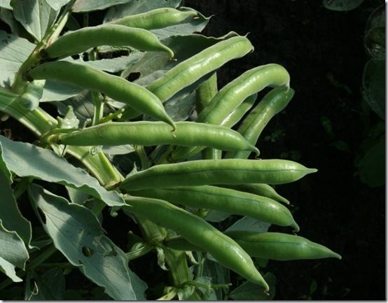 Broad beans ready for picking