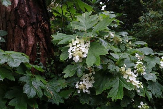 3 Hydrangea quercifolia