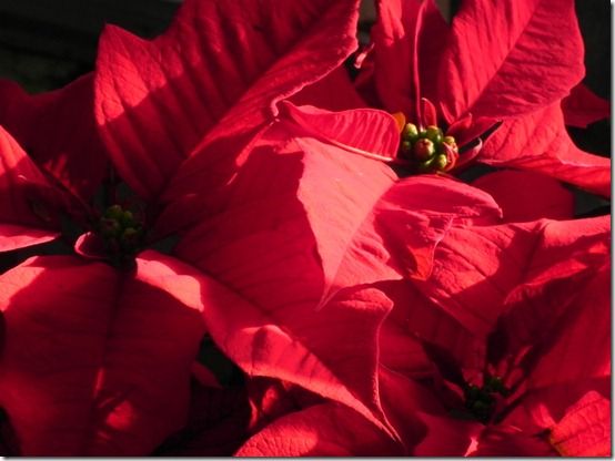 Red poinsettia 3