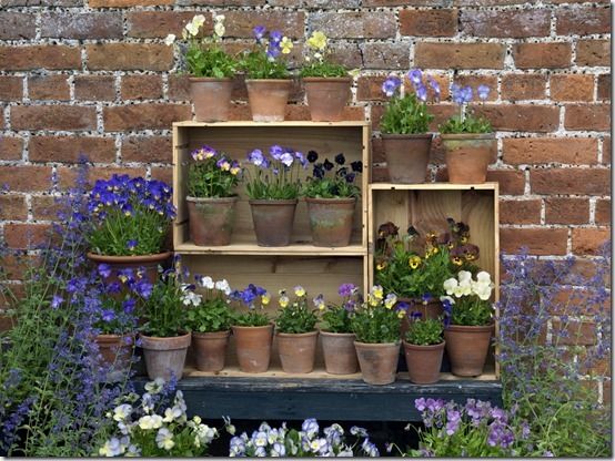 Auricula Style display of Violas (1280x960)