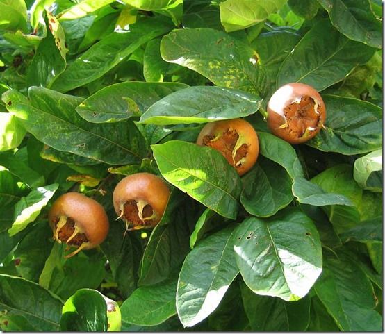 Mespilus, Fruit Tree Specification & Rootstocks Guide