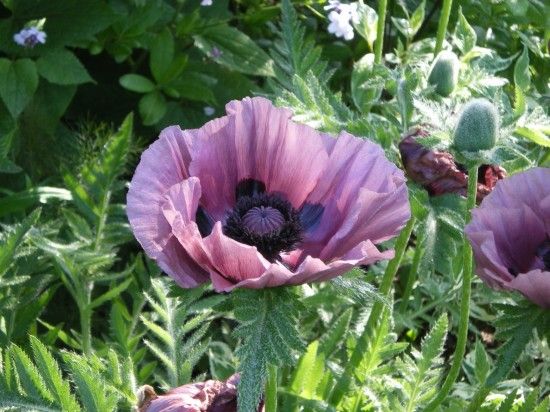 8 Papaver 'Patty's Plum' (1280x960)