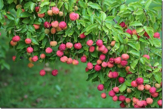 7. Cornus 'Porlock' 