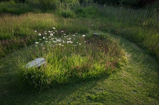 Oxeye daisies in grassy area