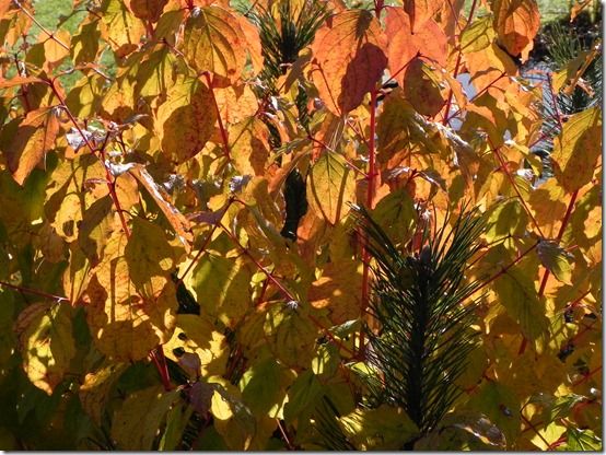 Cornus 'midwinter Fire' 