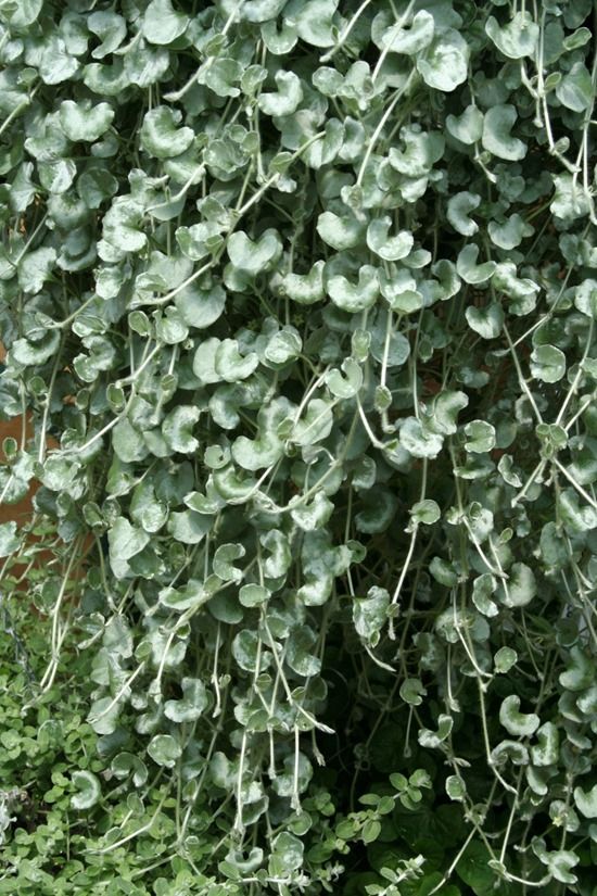 10 Best Plants For Hanging Basket Gardening Learning With Experts