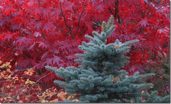 5. Picea pungens 'Globosa' 