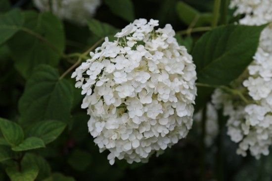 6 Hydrangea arborescens Incrediball (800x533)