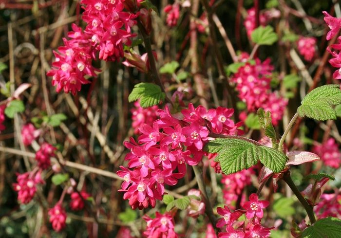 Ribes 'Koja'