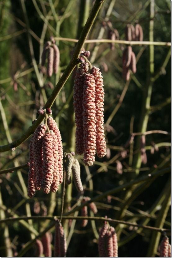 Corylus avellana 'Purpurea' catkins