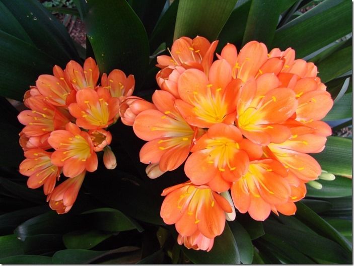 7 Clivia miniata (1024x768)