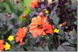 Dahlia with bee 