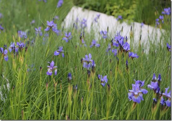 10 Iris sibirica 'Flight of Butterflies' 