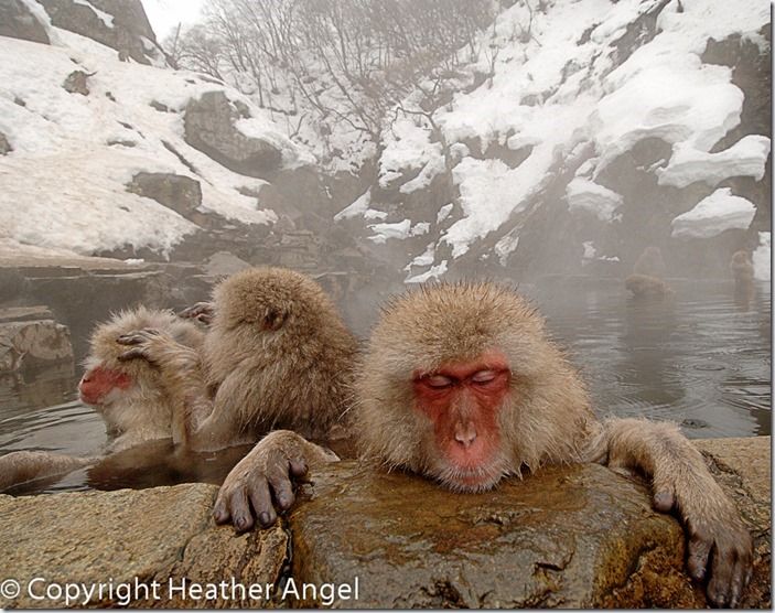 Snow monkeys relaxing in hot pool