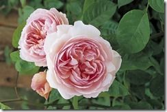 11. Rose naming - Gentle Hermione