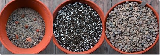 germination, Potting Off, Potting On, Pricking out, Re-Potting, Re-Potting House Plants, Re-Potting Plants, seedlings, Transplanting