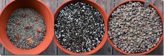 germination, Potting Off, Potting On, Pricking out, Re-Potting, Re-Potting House Plants, Re-Potting Plants, seedlings, Transplanting