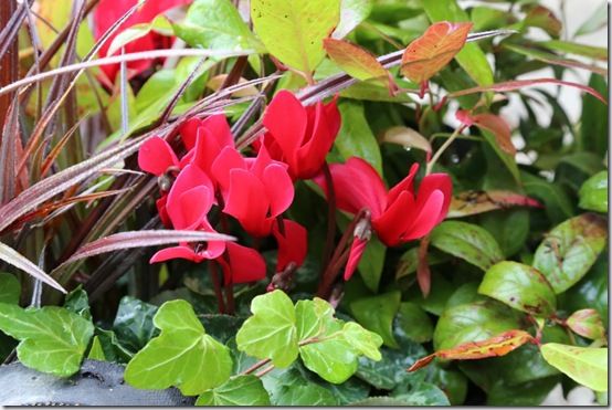 Mini cyclamen planter 