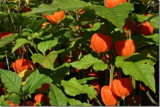 8 Physalis alkengii var. franchettii dwarf, 10 Great Perennials To Grow For Cutting