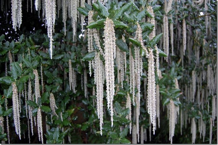 2 Garrya elliptica (1280x850)