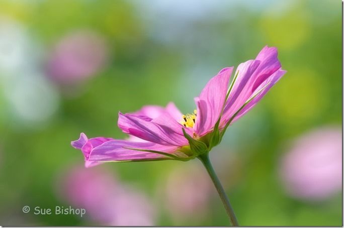 Fine Art Flower Photography