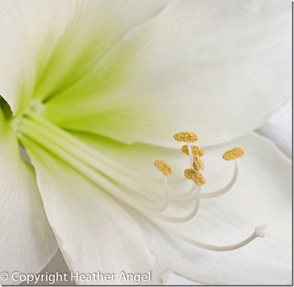 White Amaryllis flower showing floral parts