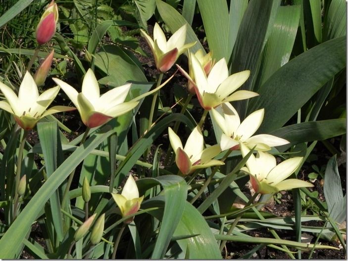 5 Tulipa clusiana