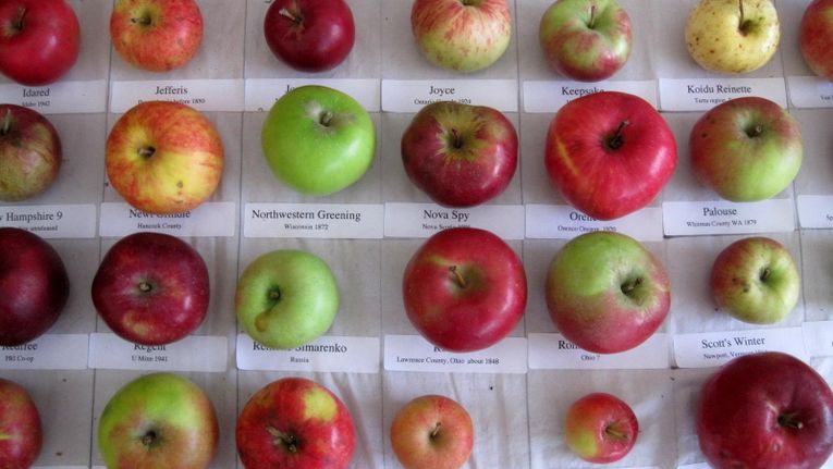 heirloom apple varieties