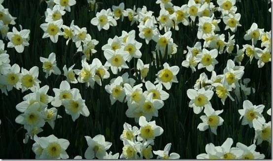 8 Narcissus Ice Follies cropped 1