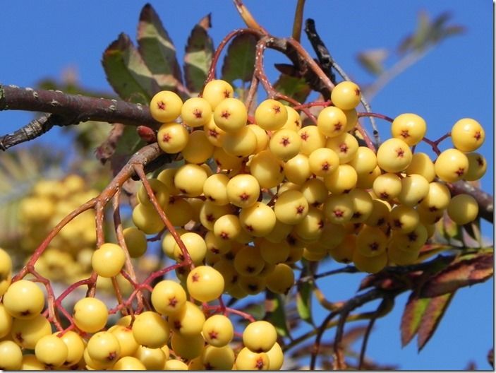 7 Sorbus 'Sunshine'