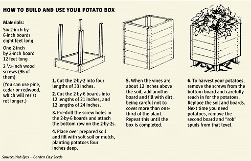 How to Grow Potatoes