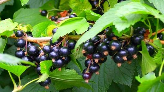 Blackcurrants, How To Grow Soft Fruit