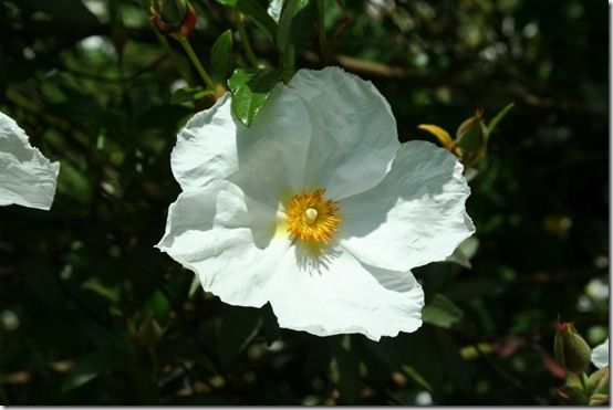 Cistus 'Elma'