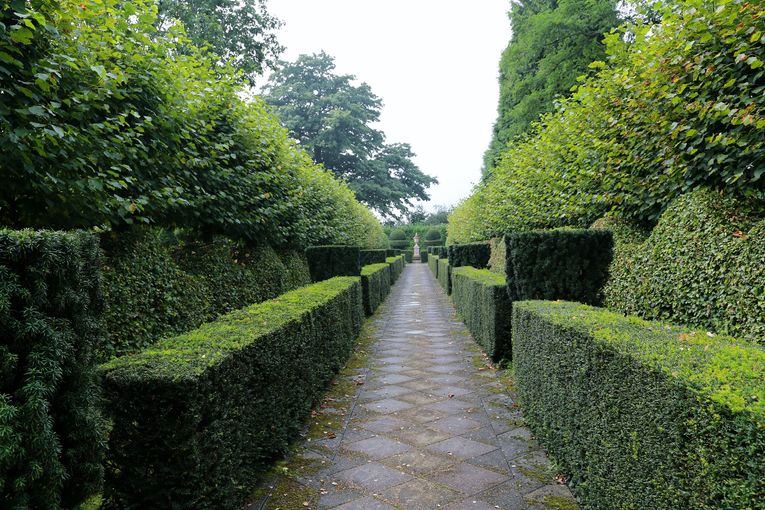 english yew hedge