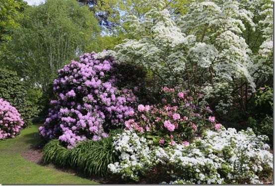 Rhododendrons and cornus at RHS Wisley