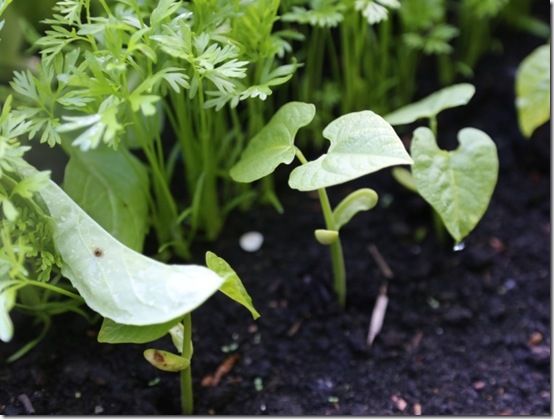 7 Beans sown in Vegtrug 