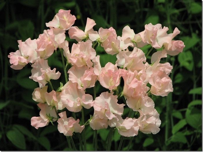 2 Sweet pea 'Heaven Scent'